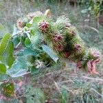 Arctium minusΛουλούδι