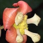 Allanblackia gabonensis Blomst