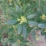 Pittosporum heterophyllum Blatt