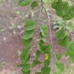 Pterocarpus angolensis Folha