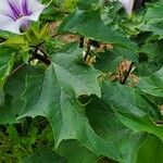 Datura stramoniumLeaf