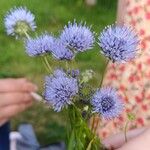 Jasione montanaLorea