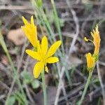 Narcissus cavanillesiiFleur