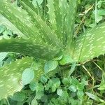 Aloe secundiflora List