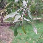 Pyrus salicifolia Leaf