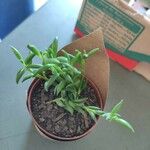 Senecio radicans Hoja