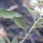 Gymnanthemum amygdalinum Blüte