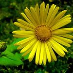 Doronicum columnae Flower