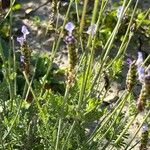 Lavandula multifida 葉