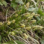 Carex sempervirens Fula