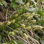 Carex sempervirens Bloem