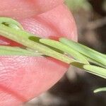 Linaria simplex Hostoa