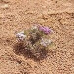Limonium tuberculatum Hábito