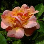 Rosa foetida Floro