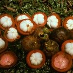 Garcinia mangostana Fruit