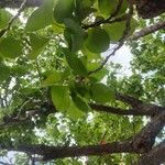 Prunus armeniaca Leaf