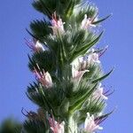 Echium boissieri Flower