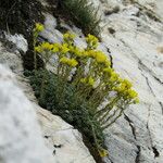 Saxifraga ferdinandi-coburgi Habitus