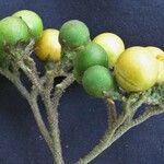 Solanum umbellatum Fruit