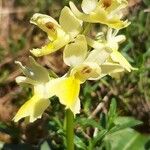 Orchis pauciflora Blomma