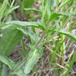 Veronica prostrata Blad