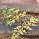 Dryopteris erythrosora Leaf