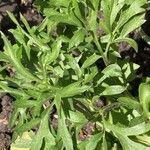Ranunculus asiaticus Yaprak