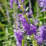 Veronica spicata 花