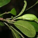 Planchonella mandjeliana Hábito