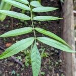 Cedrela fissilis Leaf