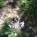 Tulbaghia violacea Цветок