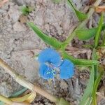 Commelina benghalensis Квітка