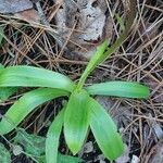 Orchis spitzelii पत्ता