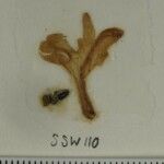 Scutellaria repens Otro