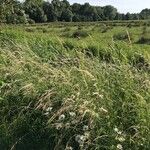 Calamagrostis canescens পাতা