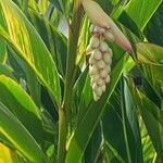 Alpinia zerumbet Blatt