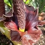 Amorphophallus henryi Fleur