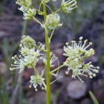 Toxicoscordion paniculatum Цвят