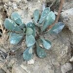 Jacobaea auricula Hoja