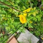 Papaver cambricum Blüte