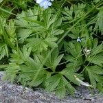 Callianthemum coriandrifolium Other