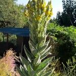 Verbascum thapsusFlower