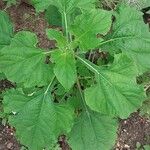 Tithonia rotundifolia Folio