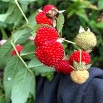 Rubus fraxinifolius Fruto