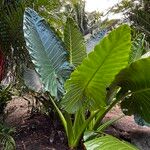 Alocasia macrorrhizos Характер