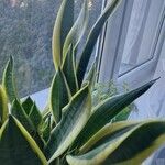 Sansevieria trifasciata Leaf