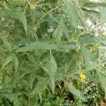 Eupatorium altissimum Leaf