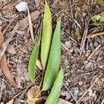 Eucalyptus pilularis Hostoa