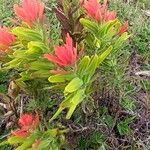 Castilleja integrifolia Квітка