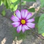 Cosmos caudatus Flower